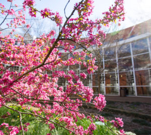 Spring at Owen