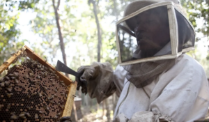 Malagasy Beekeepers: Cultural Meanings and Practices 
