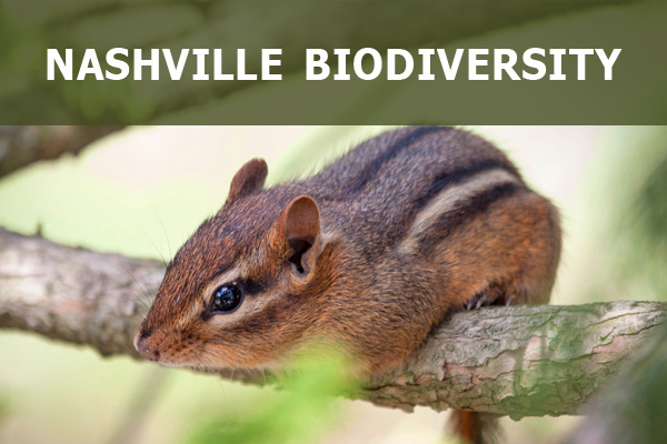ASCEND Nashville Biodiversity Project
