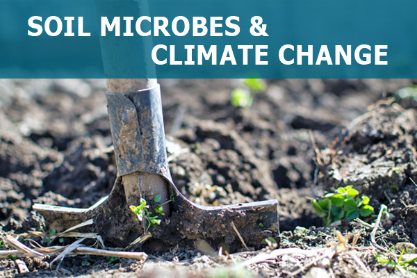 ASCEND Soil Microbes and Climate Change Project
