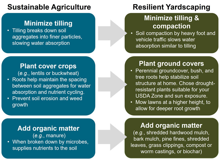 Integrating Biochar, Bacteria, and Plants for Sustainable