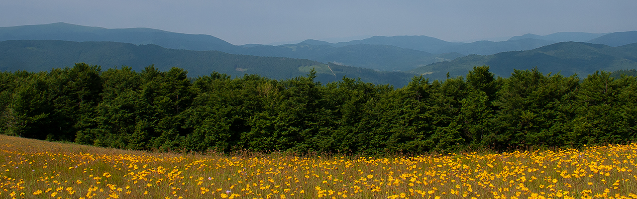 Yellow flower field in front of treeline and mountains