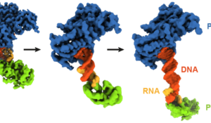Illuminating a critical step in initiating DNA replication in eukaryotes