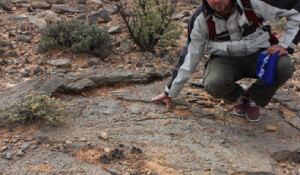 Vanderbilt scientists use fossil records to understand the present, predict future ecosystems