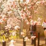 cherries2-banner