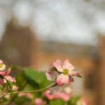 dogwood-banner