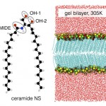 The McCabe group investigates ceramide bilayers to understand the barrier function of skin.