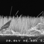 ZnO Nanowires Falling off the Edge