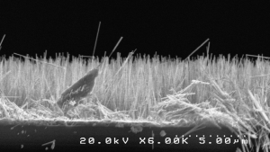 ZnO Nanowires Falling off the Edge