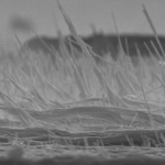 ZnO Nanowires at Ground Zero