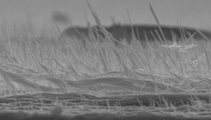 ZnO Nanowires at Ground Zero