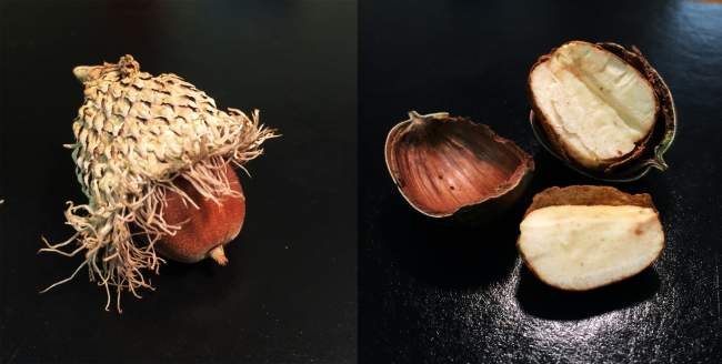 bur oak acorns