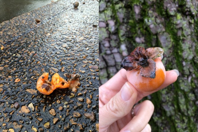 persimmon fruits