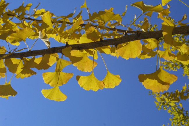 yellow ginkgo leaves in the fall