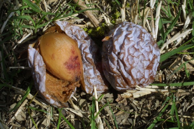 Mature female ginkgo cone and seed
