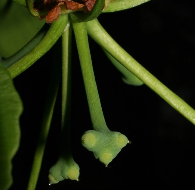 Pollination droplet on receptive female ginkgo cone
