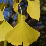 Yellow ginkgo leaf
