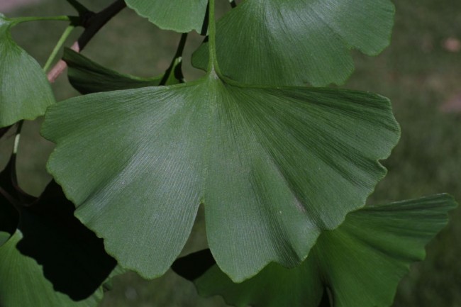 green ginkgo leaf