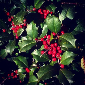 American holly leaves and berries