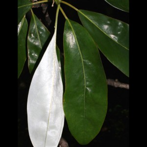 sweetbay magnolia leaves