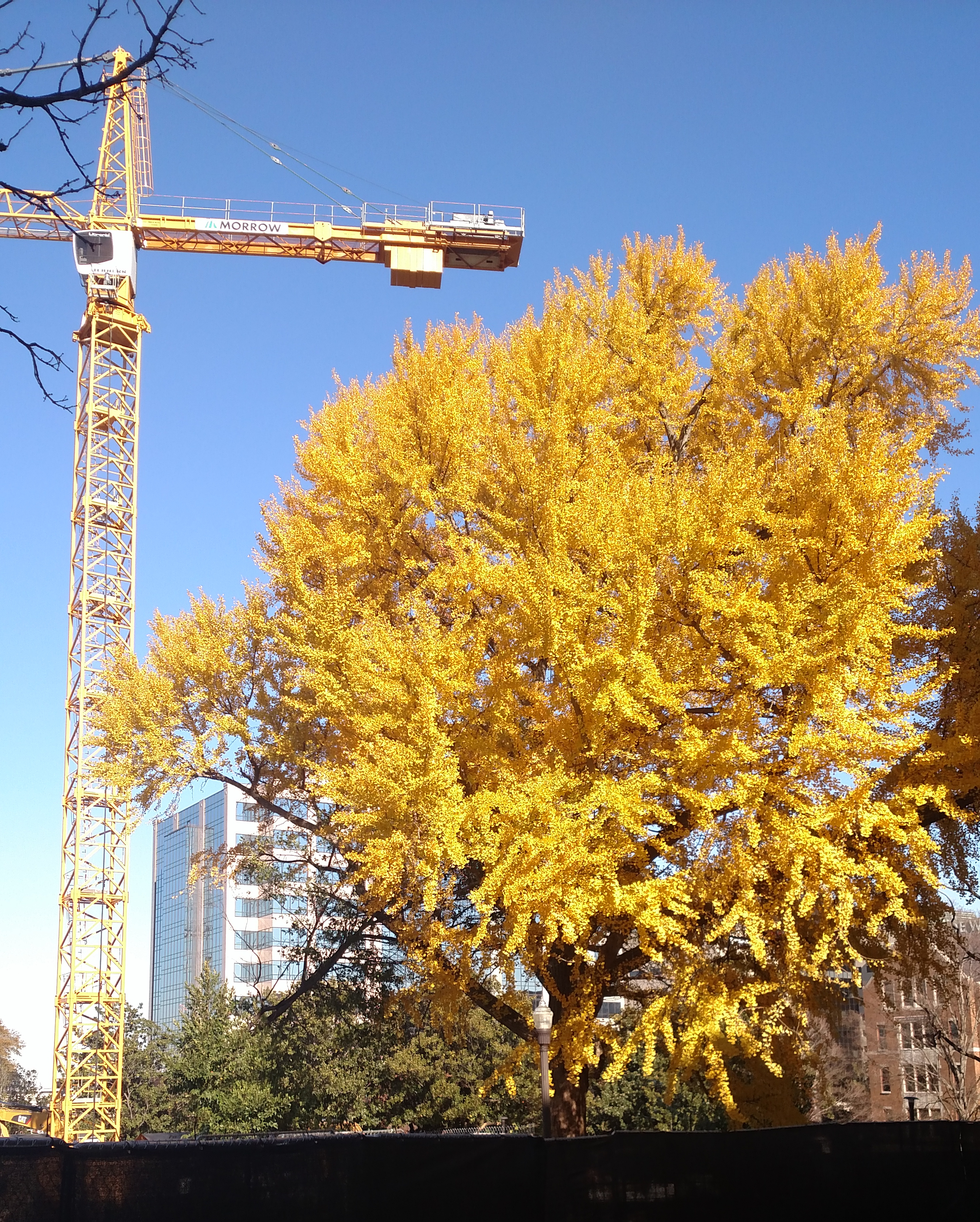 Galloway's ginkgo during the construction of E. Bronson Ingram College