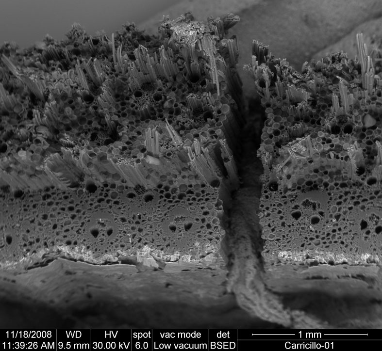 Sección transversal de carbon de Phragmites australis "carricillo"