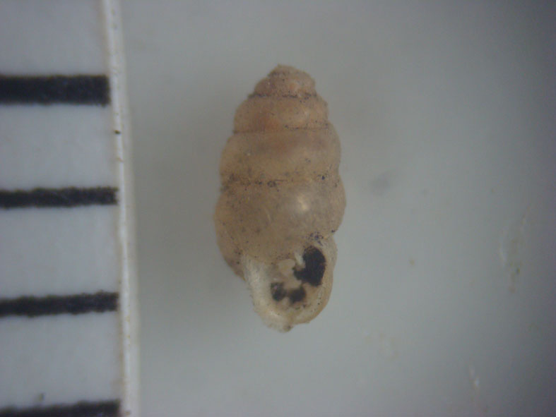 Ejemplar de Gastrocopta sp. "caracol terrestre"