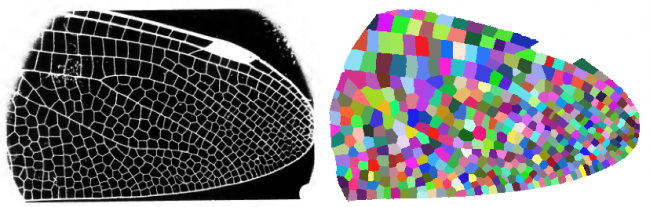 Segmentation of an image of a dragonfly wing from D'Arcy Thompson's "On Growth and Form"