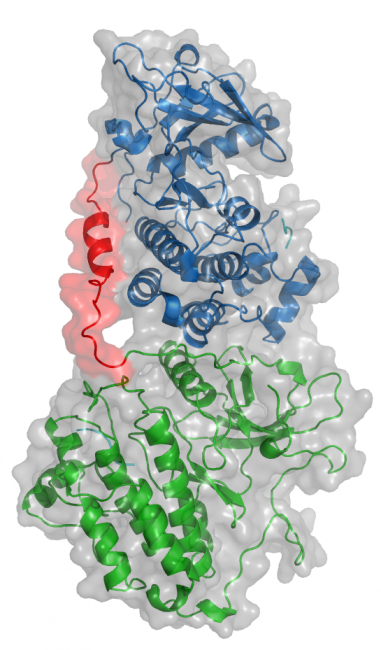 EGFR-KDD