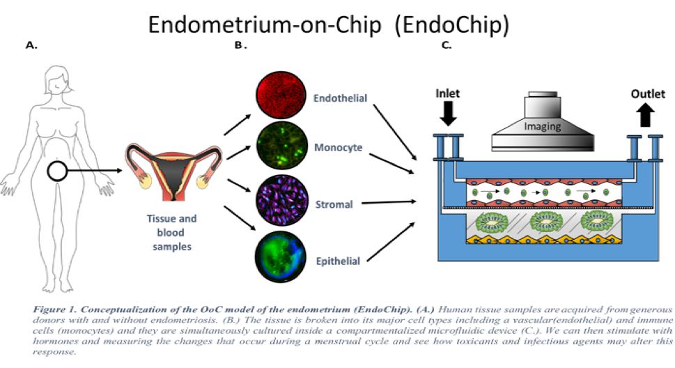 Pre-3 Image_EndoChip