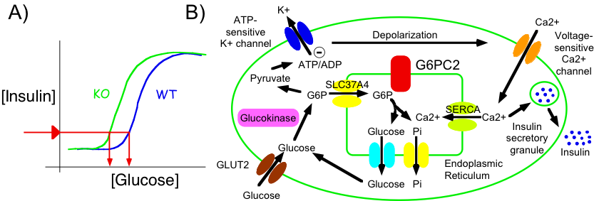 Glucose Blog image