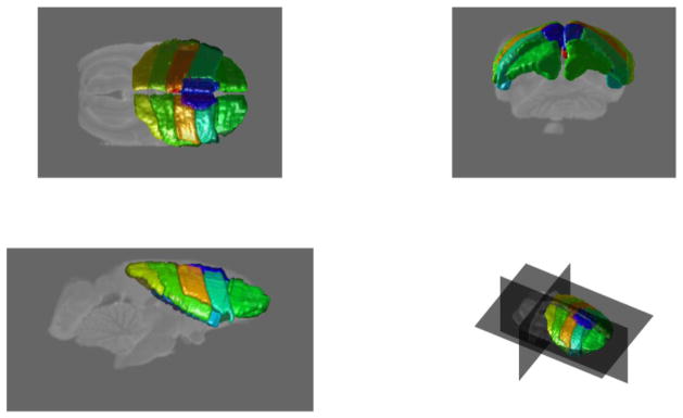Figure 4 Rendering of the manually labeled cortical regions ().
