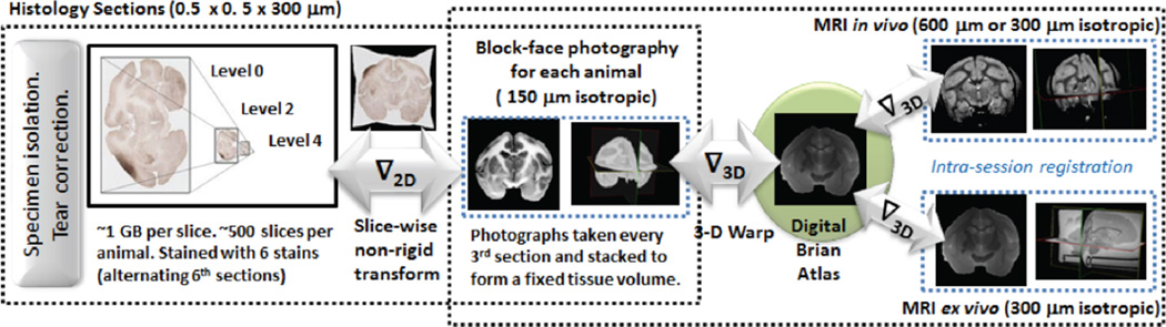 Flowchart demonstrating the proposed data mapping design for integration of Histology with MRI using block face photography to establish an intermediate common space in coordinates without loss of resolution while addressing space constraint.