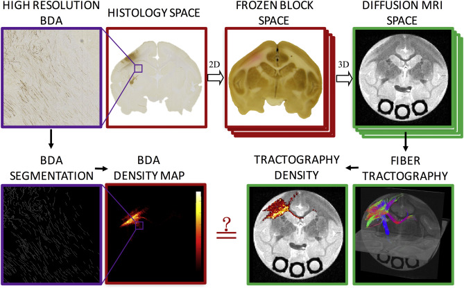 Methodology pipeline. High resolution BDA micrographs are registered to the corresponding digital photograph of the frozen tissue block, which is registered to the 3D diffusion MRI volume. From the micrograph, BDA is automatically segmented, resulting in a BDA density map. From diffusion MRI, tractography is performed, resulting in tract density maps. Direct, voxel-by-voxel comparisons can now be made between histology and diffusion tractography.