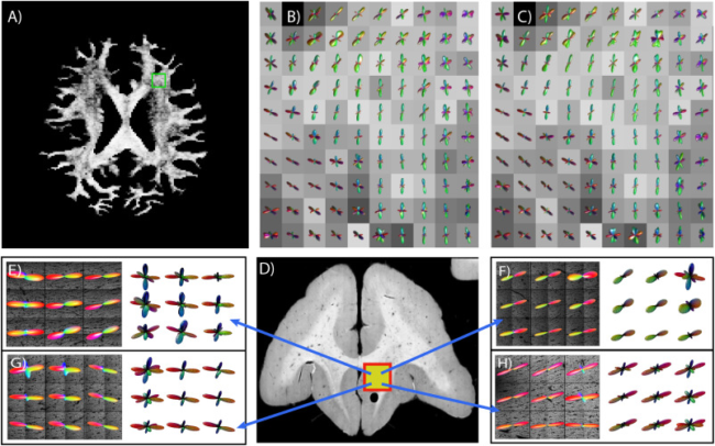 Deep learning reveals untapped information for local white-matter fiber