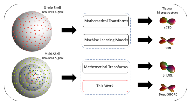 Different classes of methods have been used to infer tissue microstructure from single shell and multi shell DW-MRI data. The gap addressed herein is in data-driven machine learning models for multi-shell DW-MRI data.