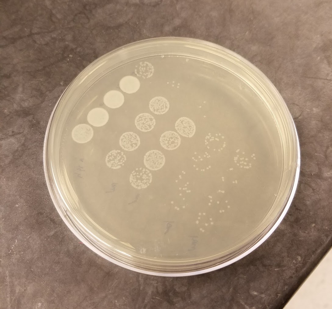 serial-dilutions-infected-beetles