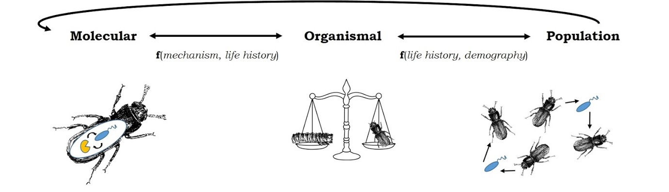 Diagram of molecules to population