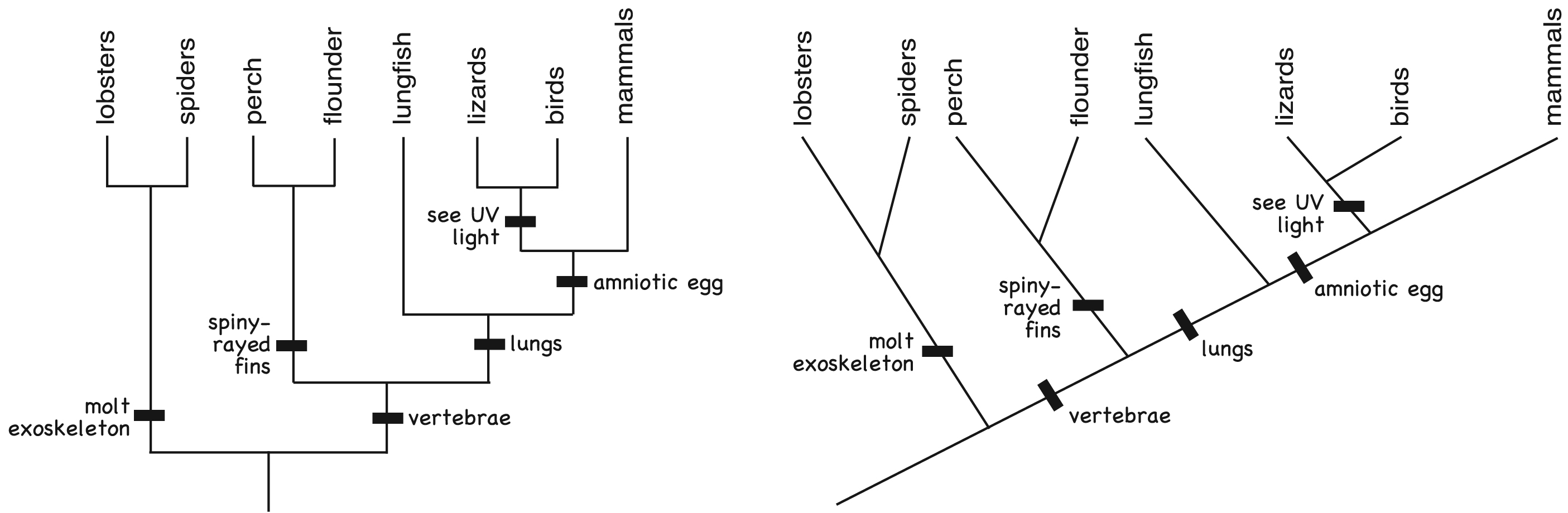 phylogenetic tree vs cladogram