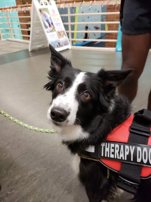 lunatherapydog1