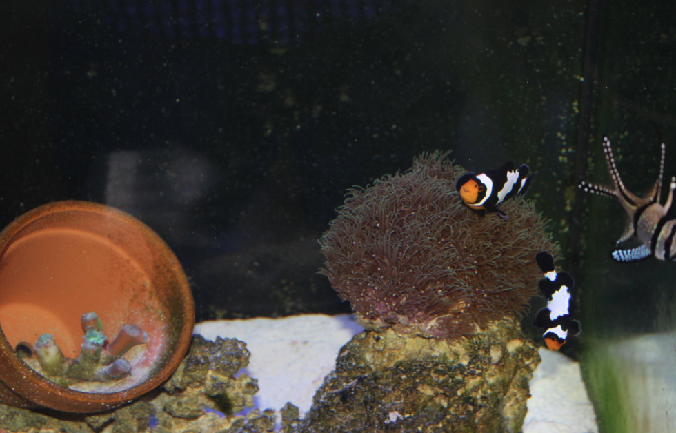 Clownfish swimming through green star polyps