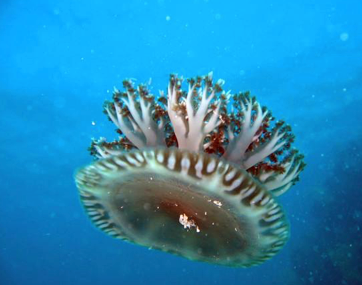 Upside Down Jellyfish