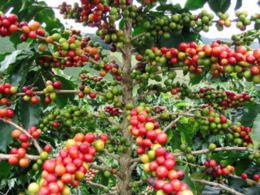 Burundi coffee