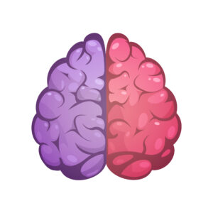 Human brain two different colored symbolic left and right cerebral hemispheres model image icon abstract vector illustration