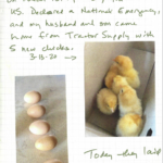 New chicks and then eggs