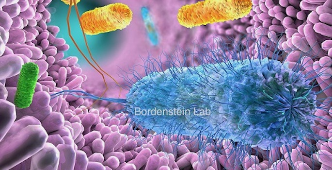 illustration of microbiome inside the gut