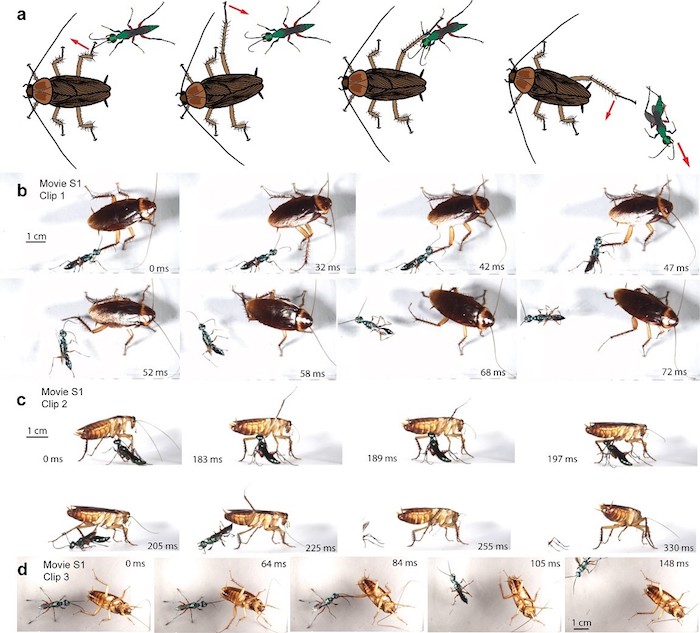 frames showing cockroach kicking wasp in the head