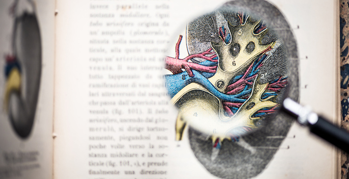 Magnifying glass on antique anatomy book: Page displaying a Kidney