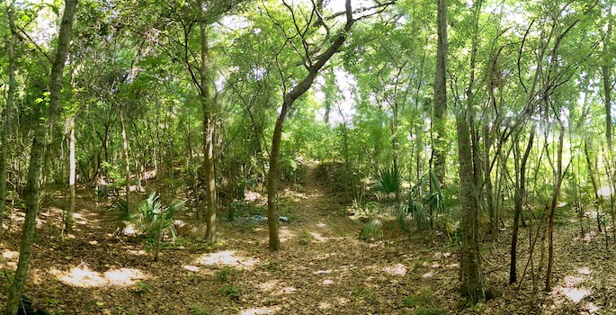 hilltop densely covered with trees