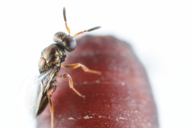 A Nasonia wasp walks along her fly host to lay eggs. (Jitte Groothuis)